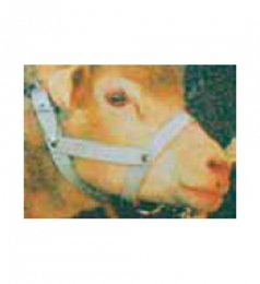 licol-cuir-chevres-moutons