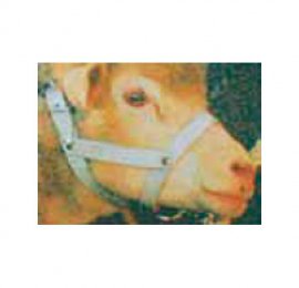 licol-cuir-chevres-moutons