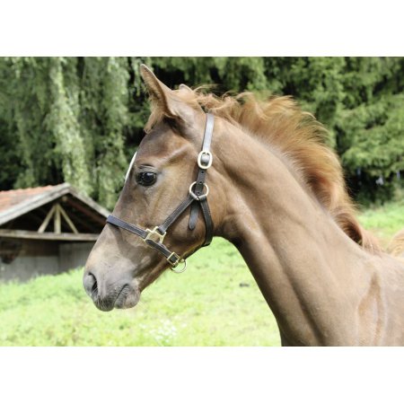 Licol cuir - 8250 - licol cuir, brun pour poulains