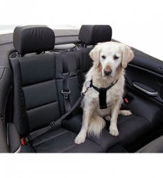 Sangle-de-sécurité