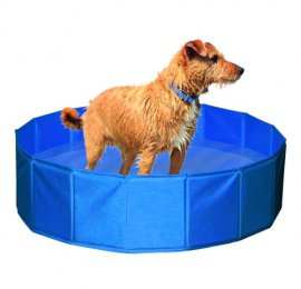 Piscine-pour-chiens