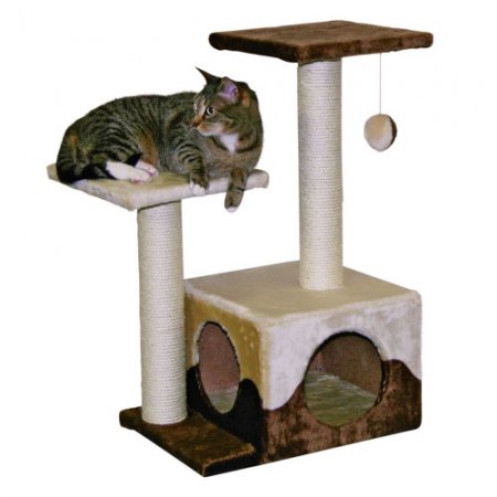 Arbre-à-chat-Saphir