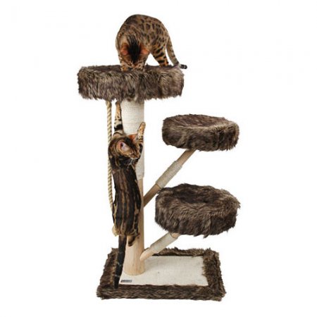 Arbre-à-chat-Zamunda