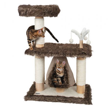 Arbre-à-chat-Zamunda-Jade