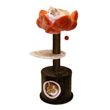 Arbre-à-chat-Gerbera